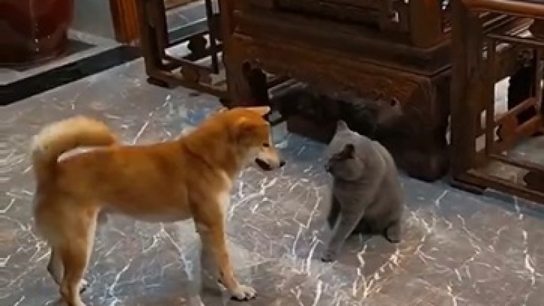 Hilarious Dog's Cunning Plan to Lure a Cat Goes Awry: This Comedy Showdown Will Keep You in Stitches!