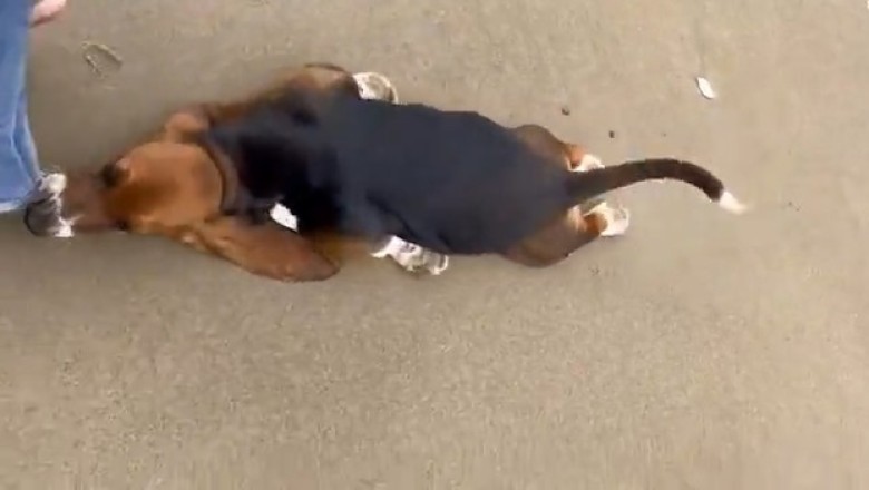 Hilarious Dog vs. Pants Showdown - You Won't Believe What Happens Next!