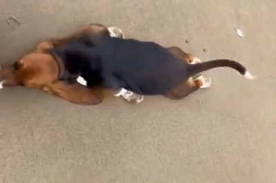 Hilarious Dog vs. Pants Showdown - You Won't Believe What Happens Next!