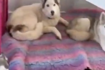 Hilarious Howling Hijinks: Watch These Hungry Dogs Serenade Their Way to Dinner!