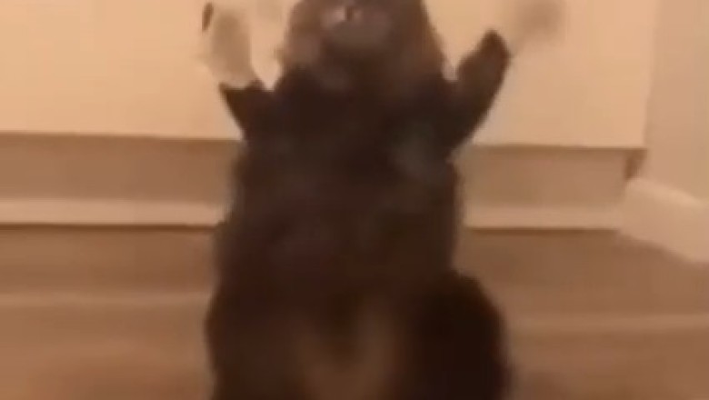 Hilarious Mishaps: Watch a Cat Struggle to Stand on Two Legs, Hilarity Ensues!