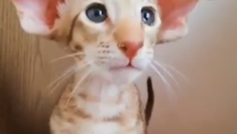 Hilarious Oriental Shorthair's Quest for Adoption will Melt Your Heart!