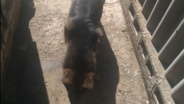 Hilarious Shepherd Goes on an Epic Quest!