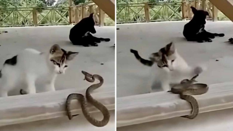 Incredible Video: Fearless Cat Outsmarts Venomous Snake in Jaw-Dropping Battle!