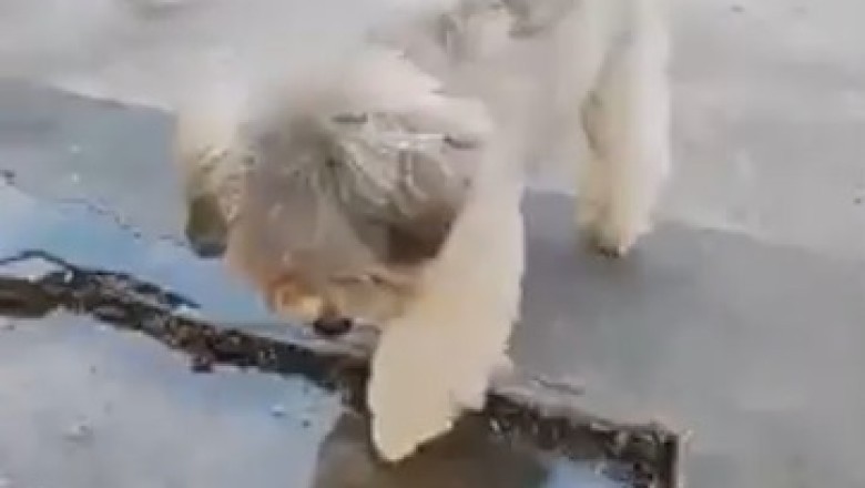 Mind-Blown Mutts: Watch as a Dog Experiences Imagination Magic!