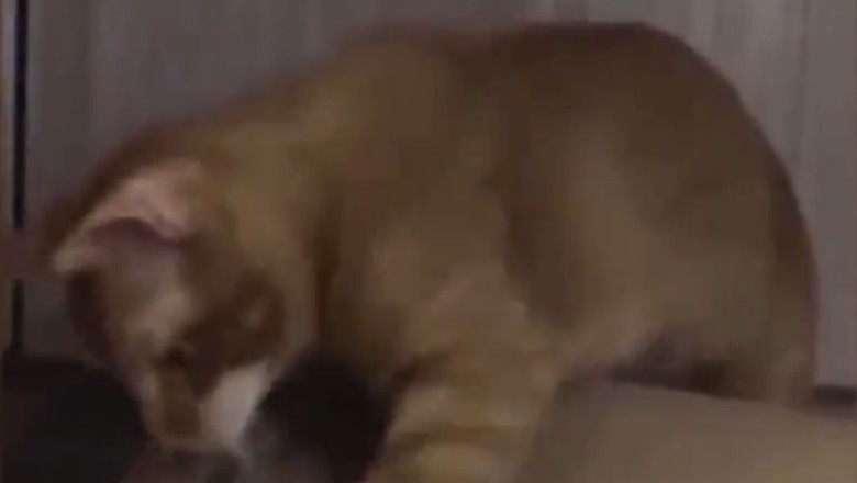 Mischievous Kitty Locks Up Feline Friend! Watch the Hilarious Cat-in-a-Box Prank!