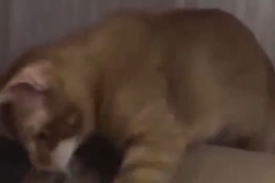 Mischievous Kitty Locks Up Feline Friend! Watch the Hilarious Cat-in-a-Box Prank!