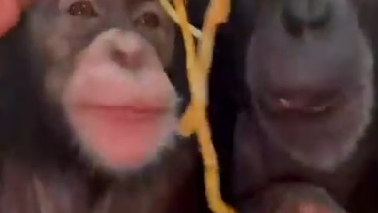 Monkeying Around: Hilarious Spaghetti Showdown Between Two Silly Simians!