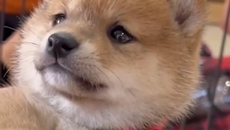 Pocket-Sized Happiness: Watch the Adorable Small Dog That's Bound to Leave You Smiling!