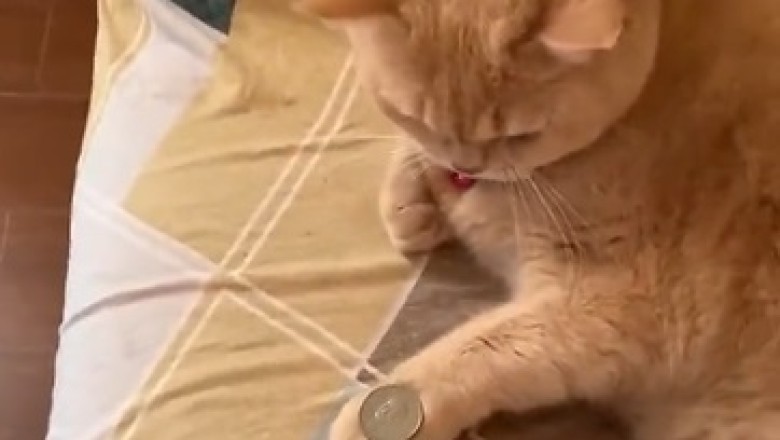 Purrr-fectly Hilarious: Cat Discovers Hidden Talent as a Coin Magician!