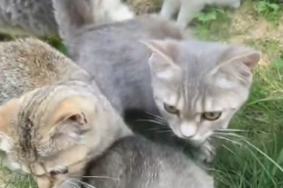 Purrrfectly Mannered Felines: Watch How This Hilarious Gang of Polite Cats Will Leave You in Stitches!