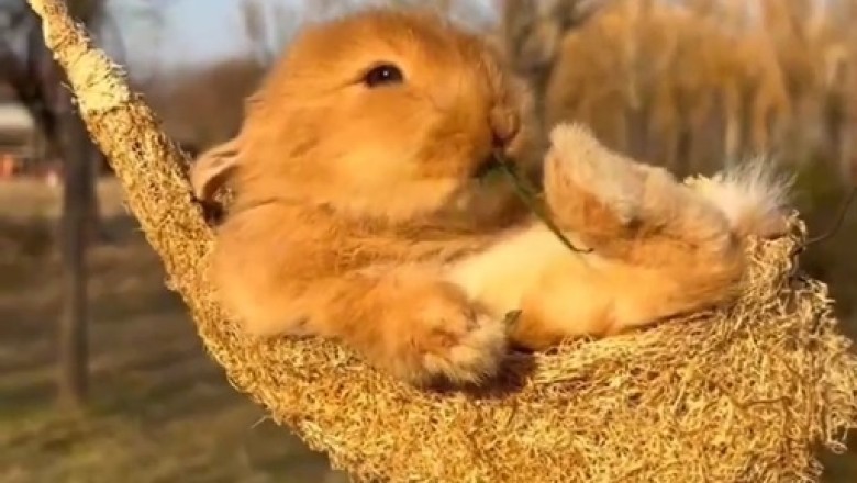 Roller Coaster Madness: Watch a Rabbit Swing and Scream on Thrilling Rides!