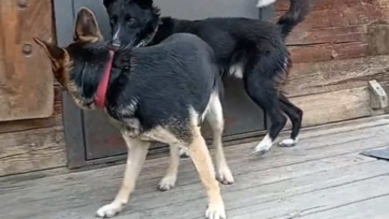 Rumble in the Bark Park: Two Dogs Square Off in the Ultimate Showdown!