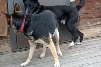 Rumble in the Bark Park: Two Dogs Square Off in the Ultimate Showdown!
