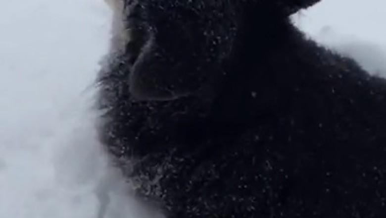 Snow Day Shenanigans: Hilarious Dog Wallowing in Winter Wonderland!