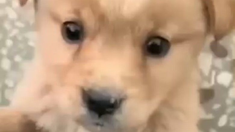 Tiny But Fearless: Watch This Hilariously Brave Small Dog Take On the World!