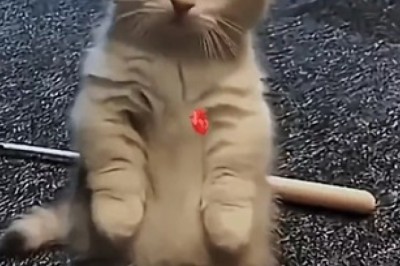 Tiny Powerhouse: Watch the Adorable Small Cat Who Can't Help But Steal Hearts!