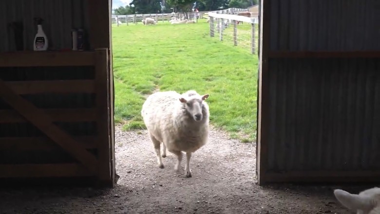Un-Baa-lievably Hilarious: Epic Encounter Between Two Rams in a Garage!