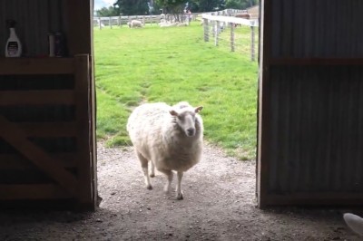 Un-Baa-lievably Hilarious: Epic Encounter Between Two Rams in a Garage!