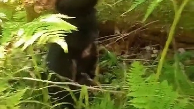Un-BEAR-lievably Hilarious: Watch as a Fearless Little Bear Takes Tree Climbing to New Heights!