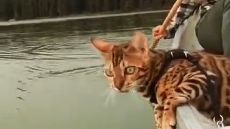 Unbelievable Fishing Skills: Cat vs. Fish in Epic Boat Battle!
