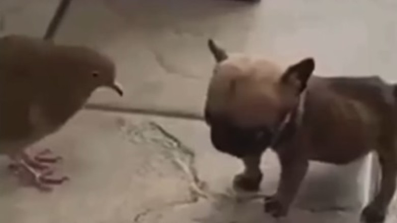 Unbelievably Adorable: Dove Shows Off Unconventional Mode of Transportation, Rides a Dog's Back!