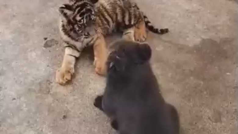 Unlikely BFFs: Hilarious Adventures of a Bear and Tiger Duo!