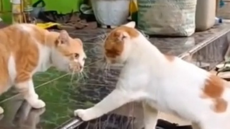 Battle of the Fur-Minions: Hilariously Chaotic Cat Fight Erupts!