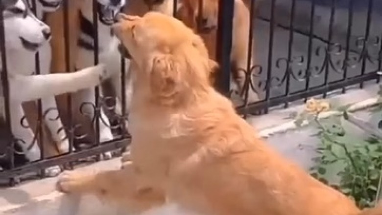 Canine Carpentry Gone Wrong: Hilarious Video of Dog Attempting To Build His Own Stairway!