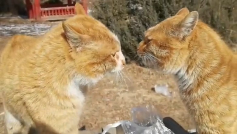 Cat Battle Extravaganza: An Epic Clash of Meows!