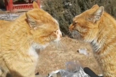 Cat Battle Extravaganza: An Epic Clash of Meows!