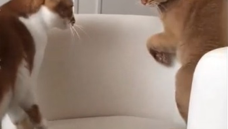 Epic Cat Smackdown: Witness the Hilarious Cat-on-Cat Action Unfold!