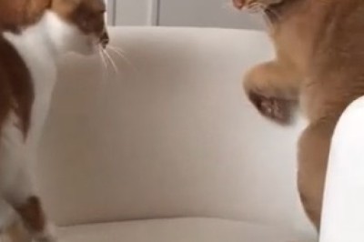 Epic Cat Smackdown: Witness the Hilarious Cat-on-Cat Action Unfold!