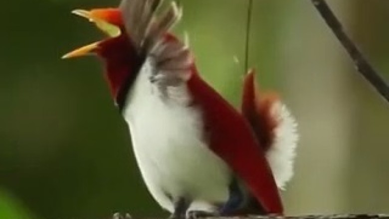 Feathers in Motion: Watch this Hilarious Bird Unleash its Dance Moves!