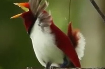 Feathers in Motion: Watch this Hilarious Bird Unleash its Dance Moves!