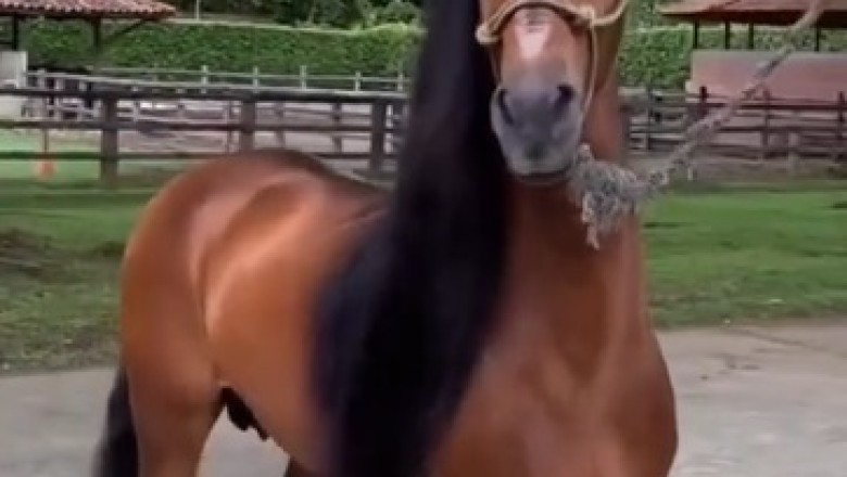 Giddy Up and Giggle: Hilarious Horse Prepares for a Wild 'Move' You Won't Forget!