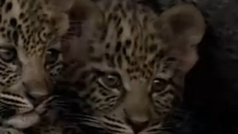 Heart-Stopping Encounter: Hyenas Ruthlessly Ambush Tiger as Her Brave Cubs Seek Shelter