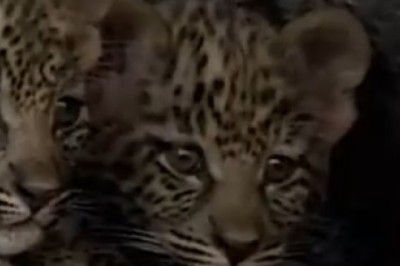 Heart-Stopping Encounter: Hyenas Ruthlessly Ambush Tiger as Her Brave Cubs Seek Shelter
