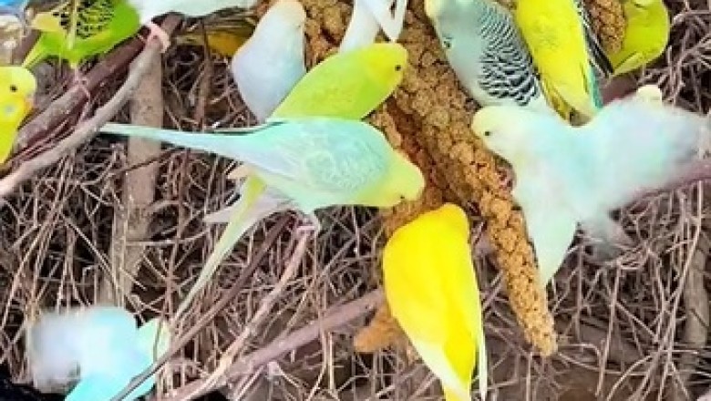 Hilarious Barn Antics: Watch this Clever Canary Take the Internet by Storm!