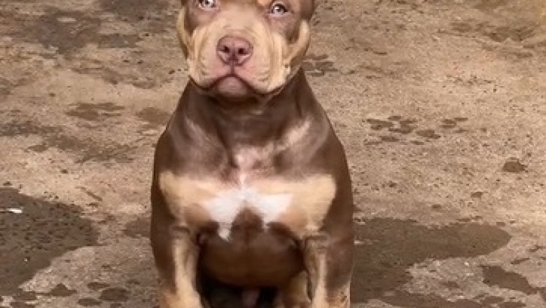 Hilarious Bulldog Dog Compilation: Witness the Unbelievable Strength and Unexpected Cuteness!