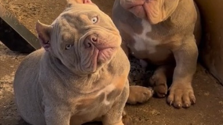 Hilarious Bulldog Duo: Double Trouble and Twice the Laughter!