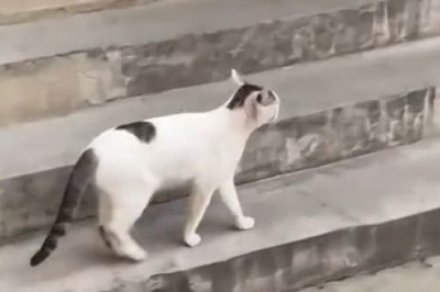 Hilarious Encounter: Unleashing the Feisty and Furious Street Cat!