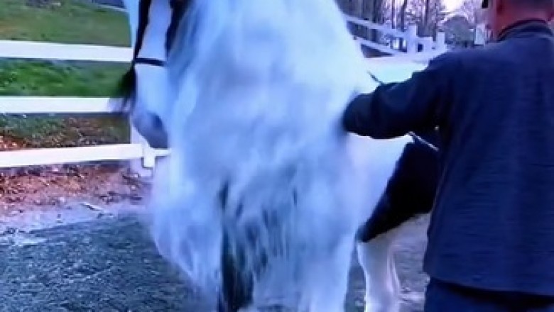 Hilarious Hijinks: A Beautiful Horse with Unexpectedly Funny Antics!