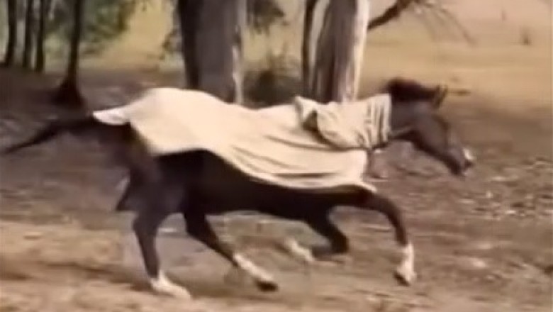 Hilarious Horse Fail: Watch as this Spunky Steed Takes a Tumble!