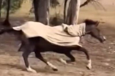 Hilarious Horse Fail: Watch as this Spunky Steed Takes a Tumble!