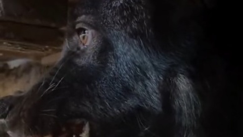 Hilariously Ferocious Wolf Turns Out to Be Just a Playful Pup!