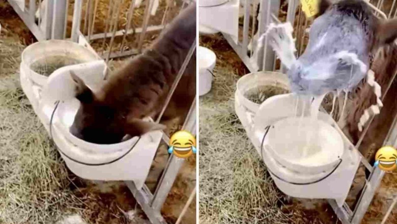 Laugh Out Loud: Donkey, Calf, Dog, and Fish Unleash Hilarious Chaos!