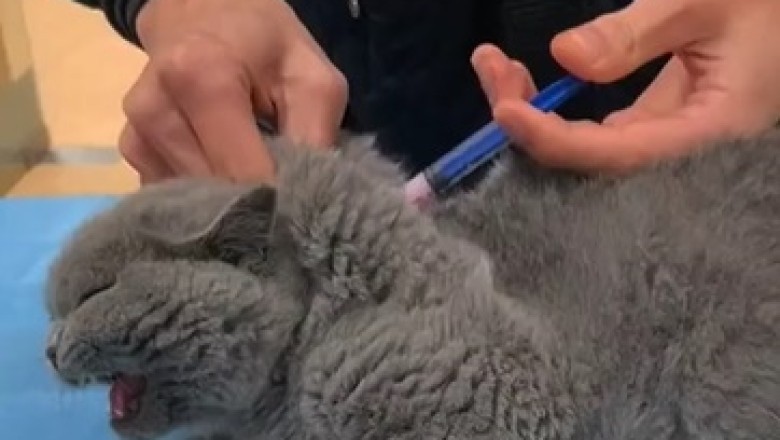 Laugh Out Loud: Hilarious Cat's Epic Battle with the Vet Over an Injection!