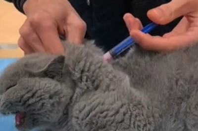 Laugh Out Loud: Hilarious Cat's Epic Battle with the Vet Over an Injection!