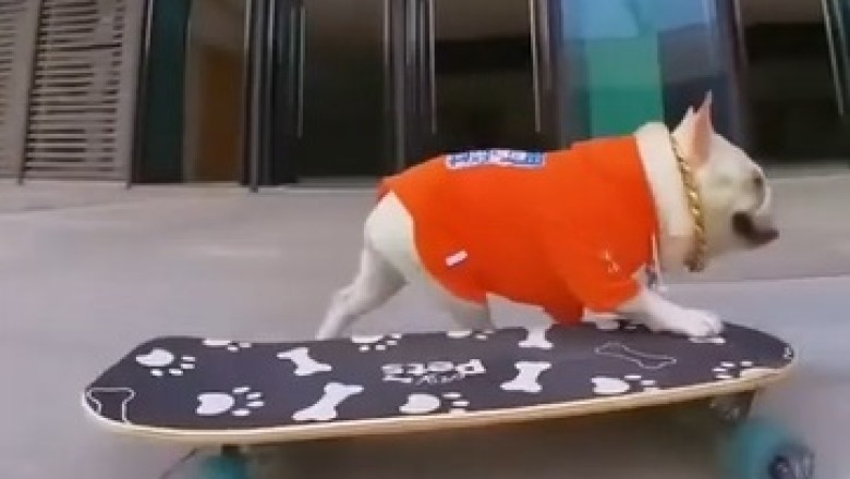 Pawsome Pup Hits the Slopes: Watch This Adorable Dog Go Skiing with Style!